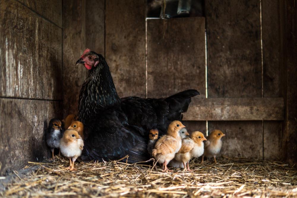 Sono nati dei pulcini in uno dei nostri pollai!!