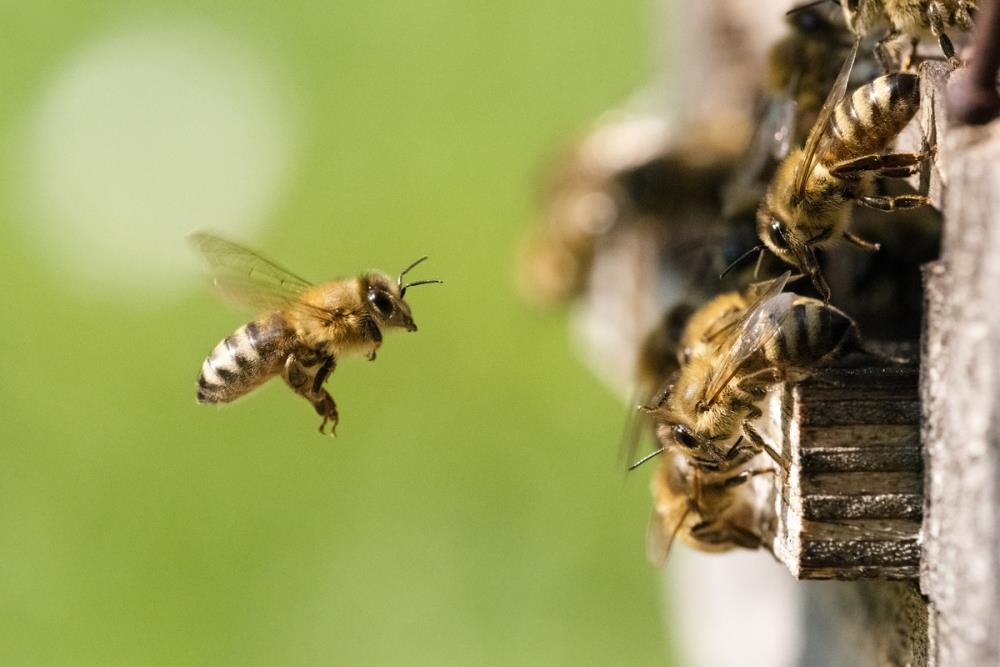 Tenere delle api: notizie e consigli per gestire le api e l'arnia