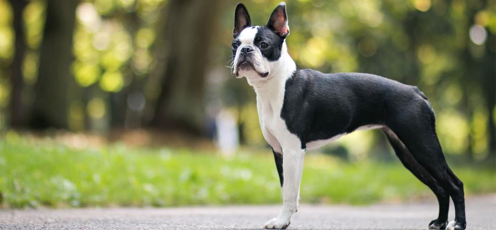 Boston Terrier: carattere, alimentazione, addestramento