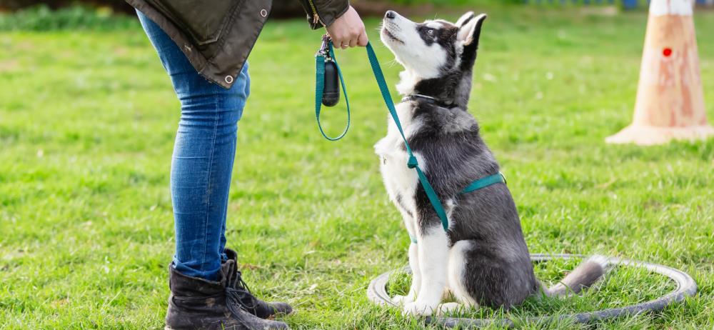 Rapporto con il cane: i primi approcci con il collare e il guinzaglio