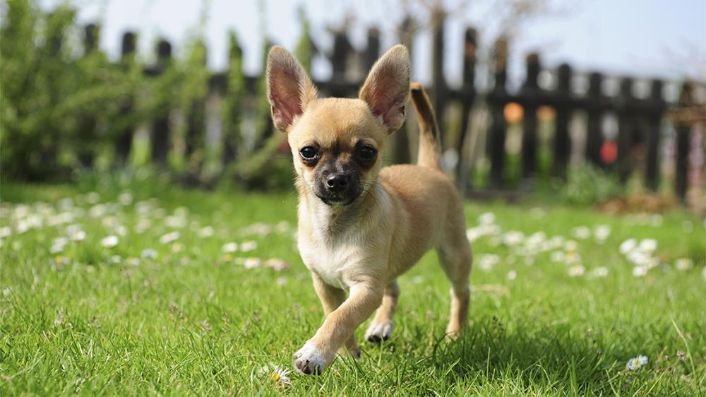 Chihuahua: carattere, alimentazione e come educarlo