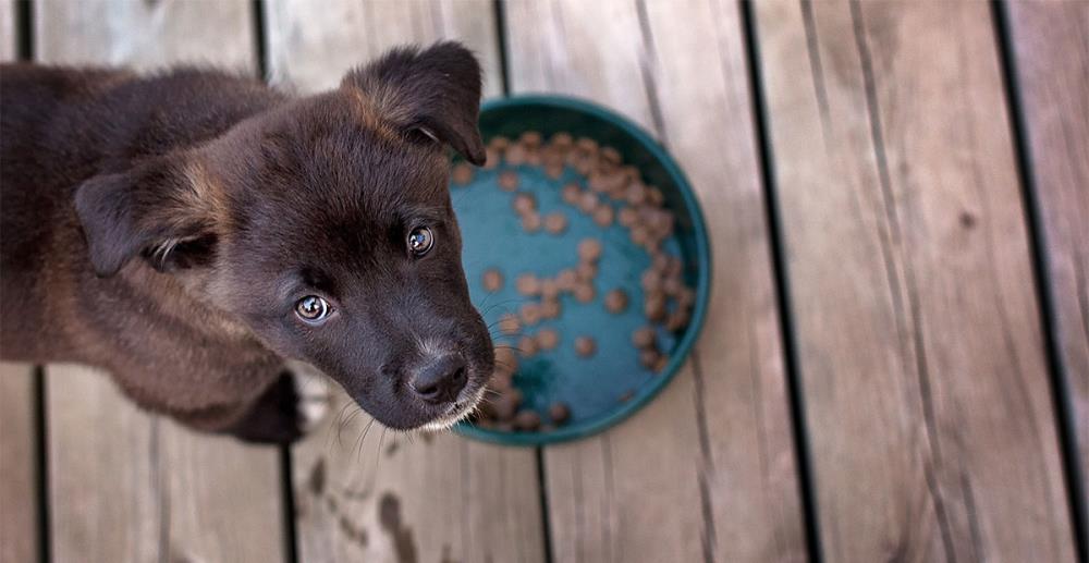 Cibi vietati ai cani: quali sono i più tossici e dannosi