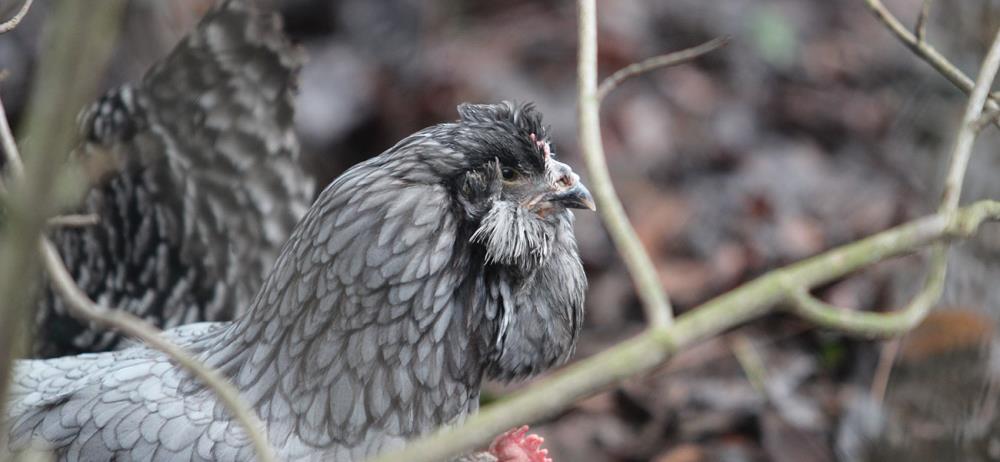 Civetta Barbuta Olandese: la gallina ornamentale dal piccolo ciuffo!