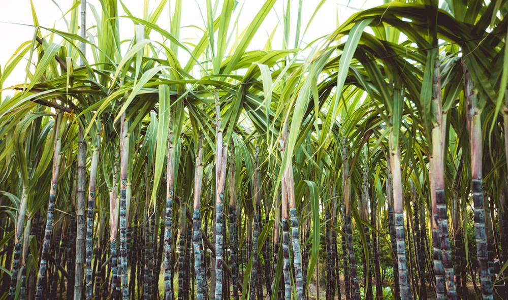 Nuove Coltivazioni di Bambù Gigante in Italia