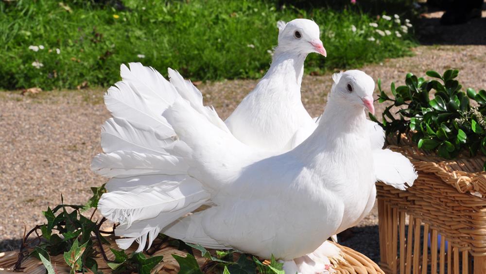 Come allevare le colombe: consigli sull’alloggio, l’alimentazione e i rapporti in gruppo