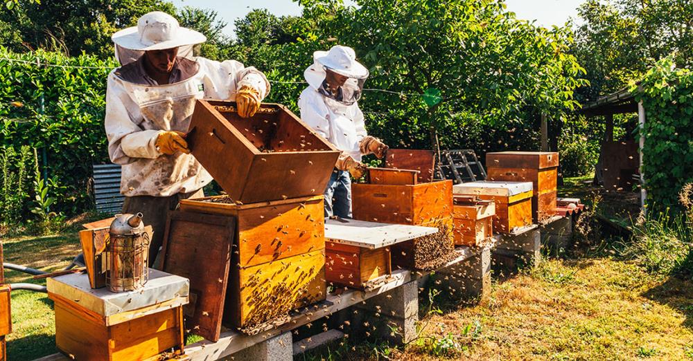 Come allevare le api: alveari, attrezzature richieste e innovazioni del settore