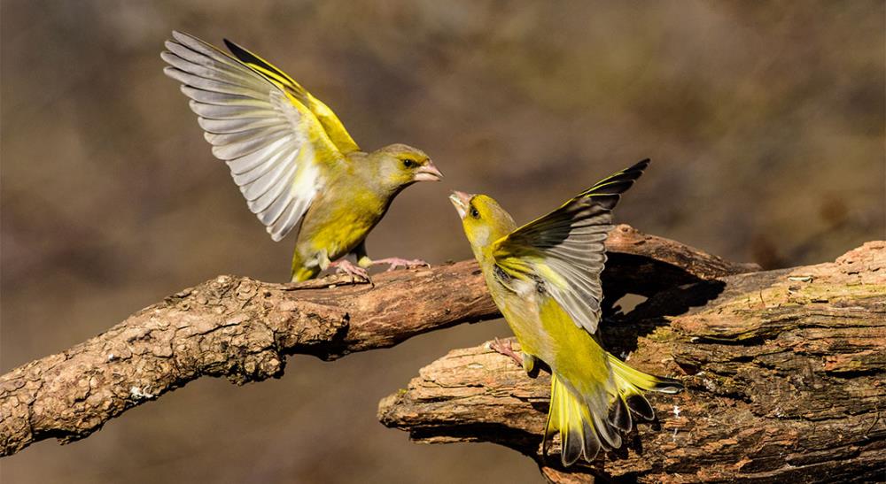 Come allevare uccelli Verdoni: alimentazione, riproduzione e voliera