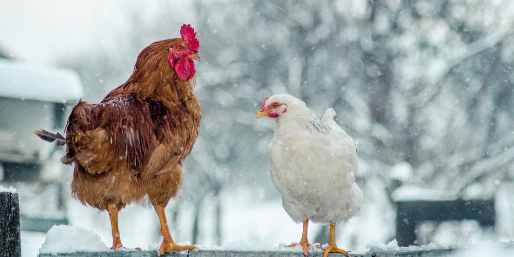 Come curare raffreddore dei polli: rimedi naturali e non