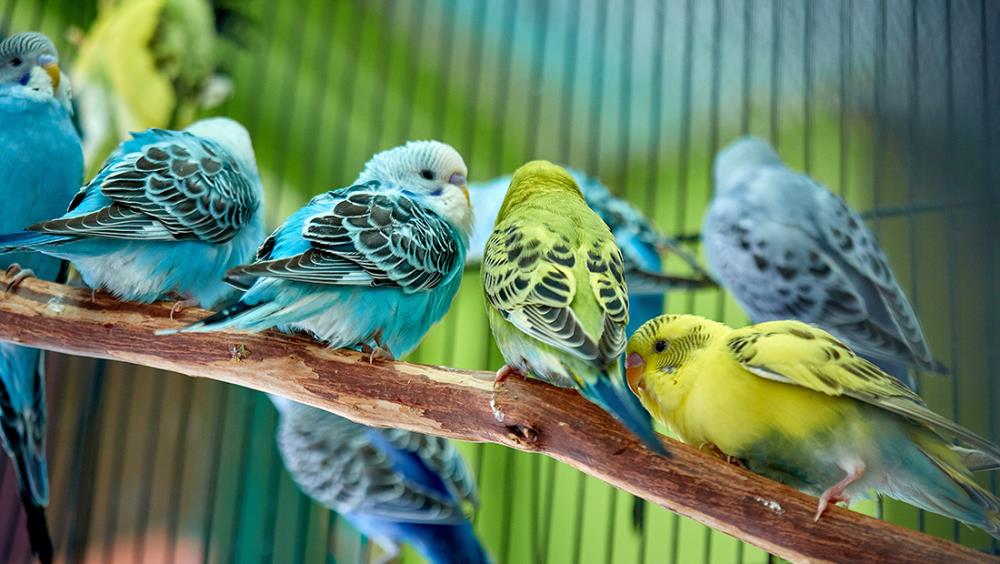 Come deve essere la gabbia per i pappagallini? Consigli per far felici i nostri amici multicolore