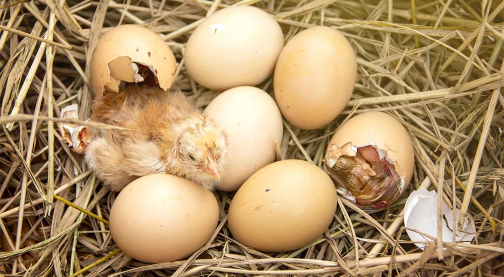 Come gestire la schiusa delle uova? Chioccia naturale o chioccia artificiale?