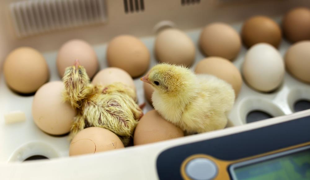 Come incubare uova di gallina: procedura e tempistiche