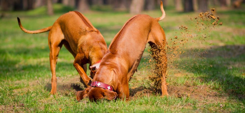 Come insegnare al cane a non scavare buche in giardino? Soluzioni al problema