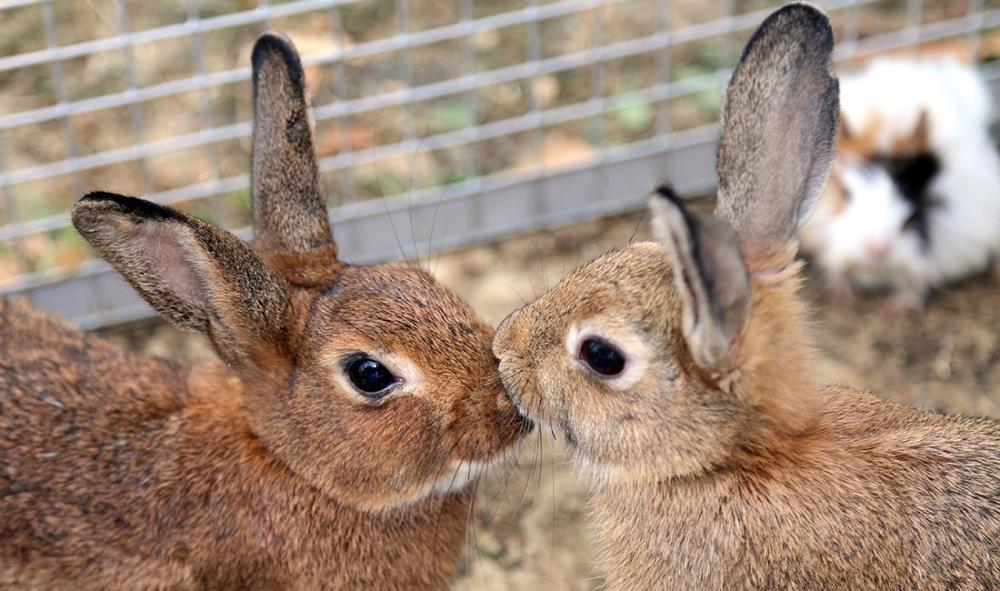 Come riconoscere e interpretare il comportamento del coniglio?