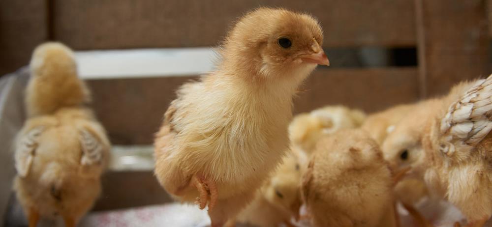 Come nascono i pulcini di gallina? Dalla fecondazione alla schiusa
