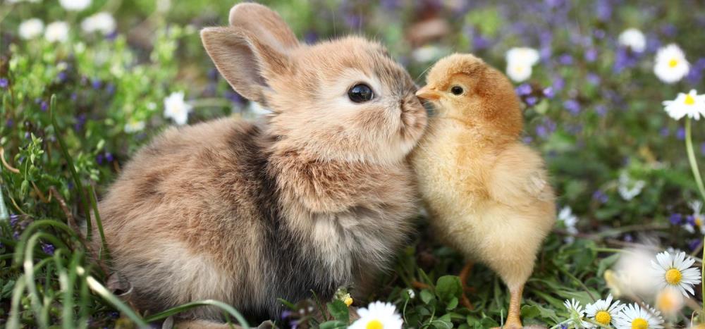 Conigli e galline possono convivere?
