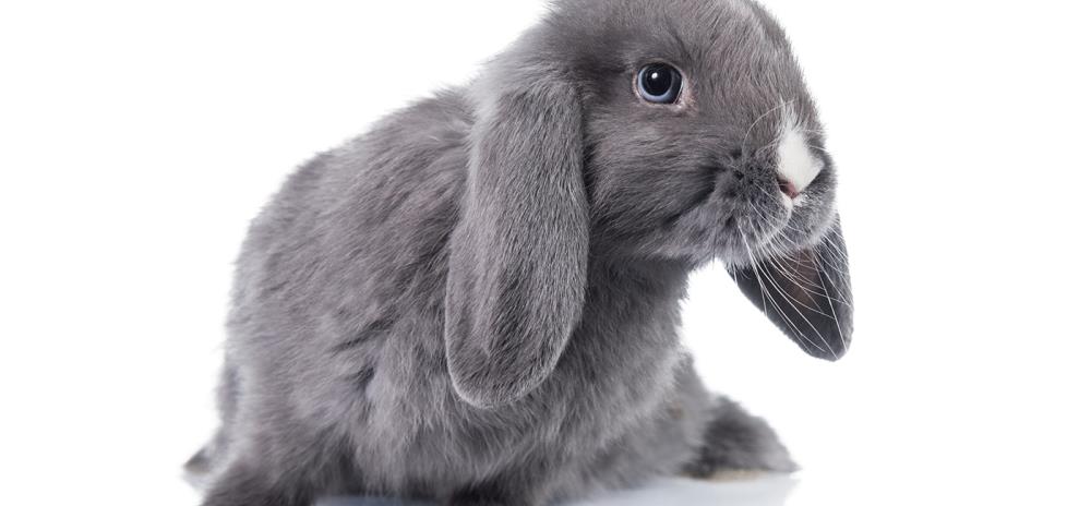 Personality of the Cashmere Lop