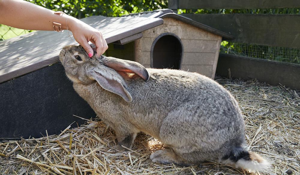 Coniglio gigante delle Fiandre: caratteristiche, curiosità e consigli per allevarlo
