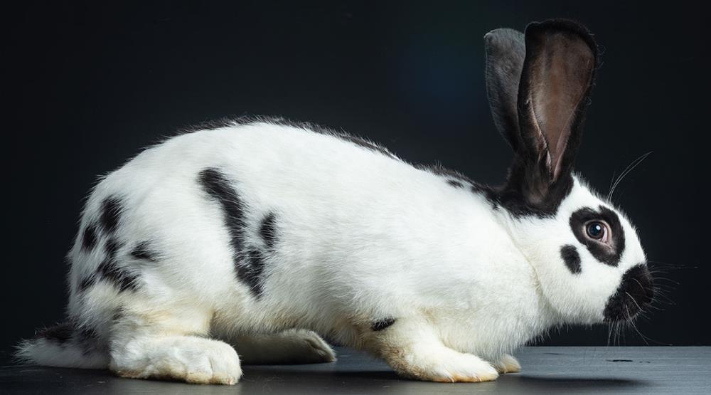 Coniglio gigante pezzato: caratteristiche, alimentazione e allevamento