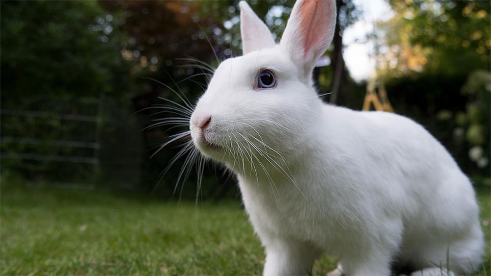 Coniglio nano ermellino: cosa sapere per allevarlo al meglio