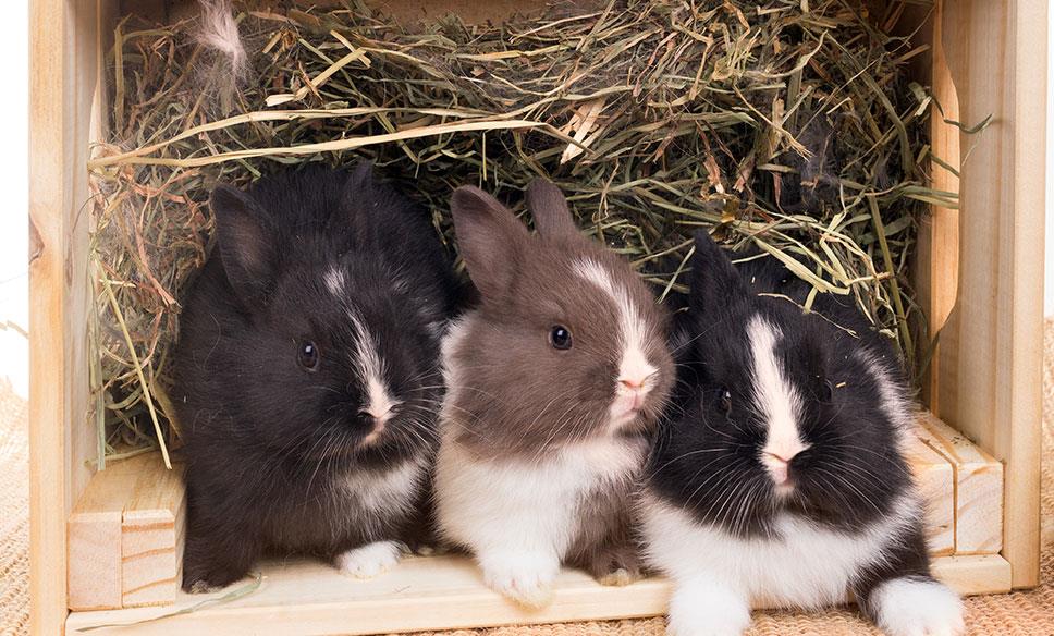 Coniglio olandese nano: carattere, cura e alimentazione