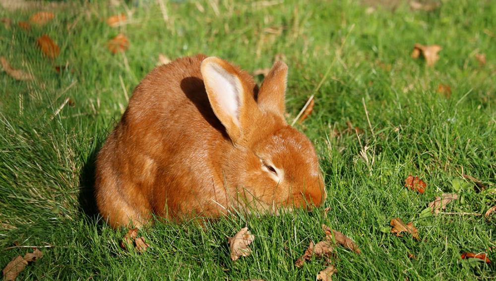 Coniglio Rex: caratteristiche, allevamento e alimentazione