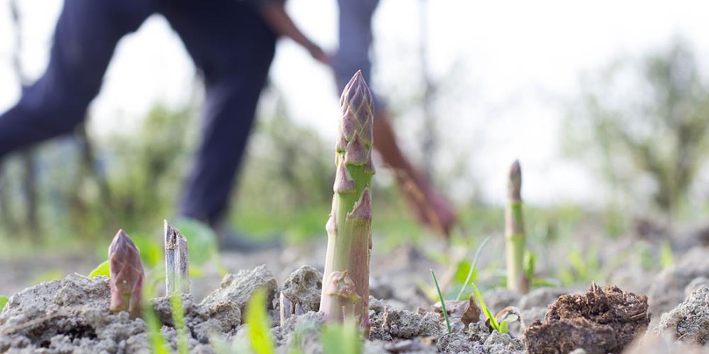 Consigli per la coltivazione dell'asparago