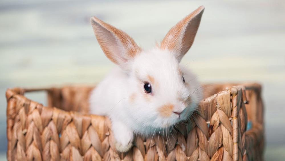 Consigli per allevare un coniglio nano: tenero, piccolo e morbido!