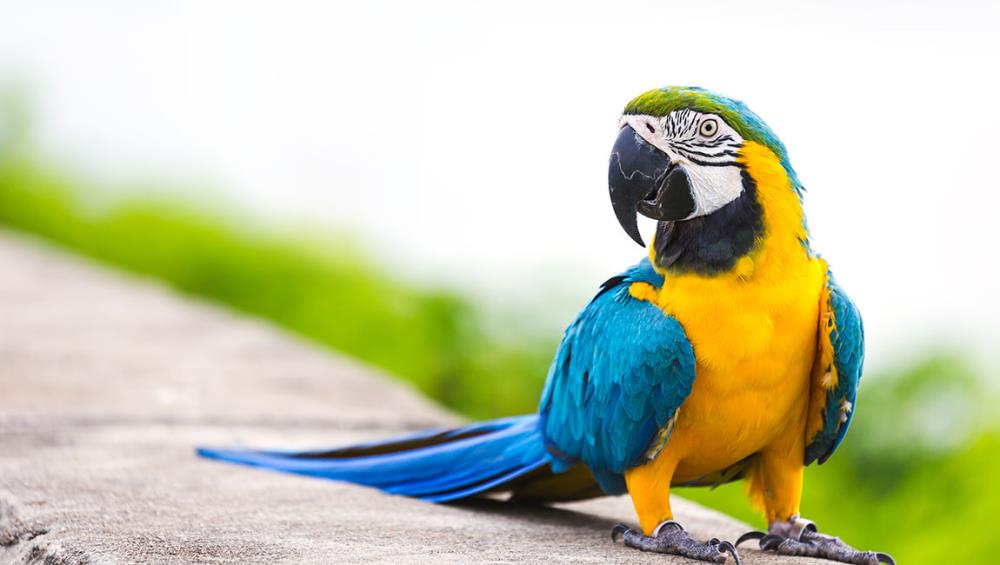 Come allevare le Ara: i pappagalli affettuosi, colorati e… parlanti!