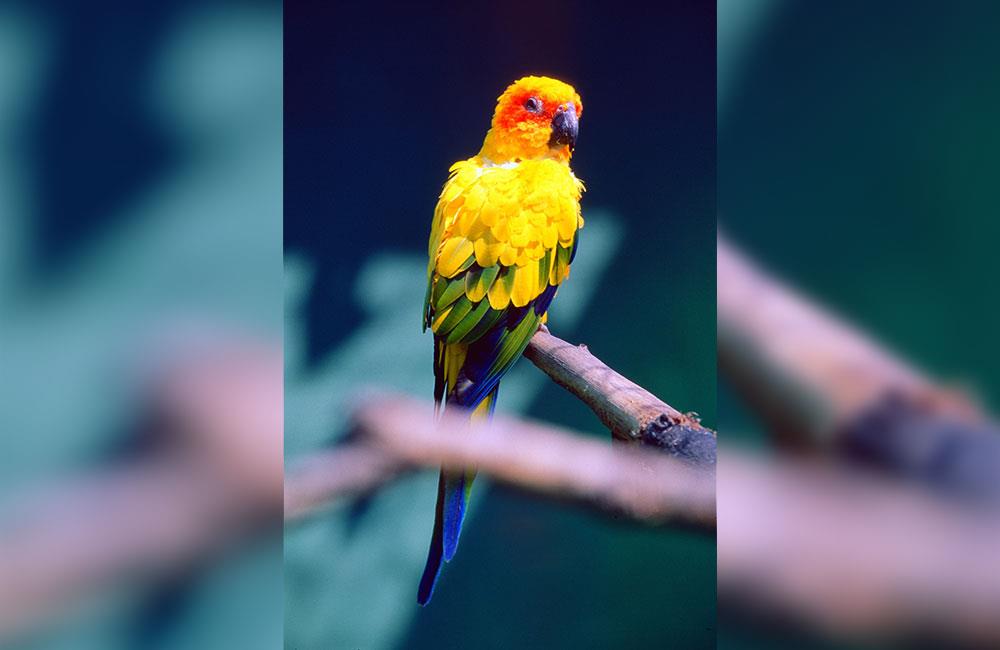 Conuro del Sole: il simpatico pappagallino dai colori brillanti