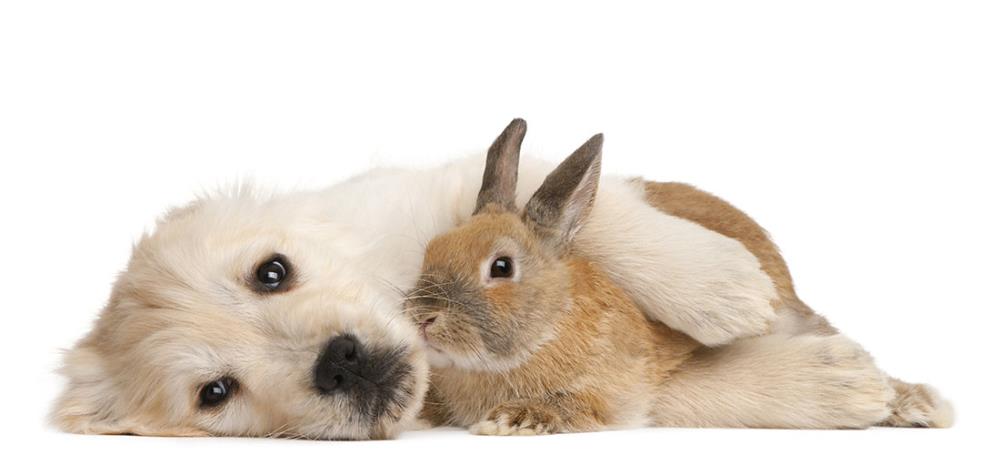 La convivenza tra coniglio e cane è possibile? Leggi e scoprilo