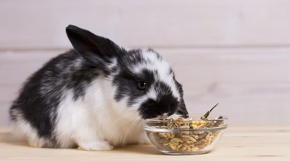 Cosa dare da mangiare ai conigli e in che quantità