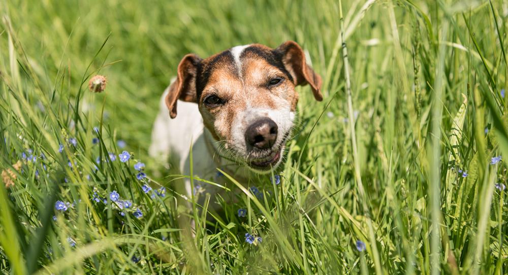 Cosa fare quando il cane mangia erba?