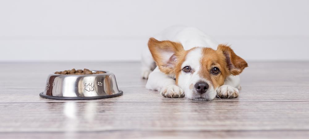 Cosa fare se il cane non mangia: rimedi e consigli utili