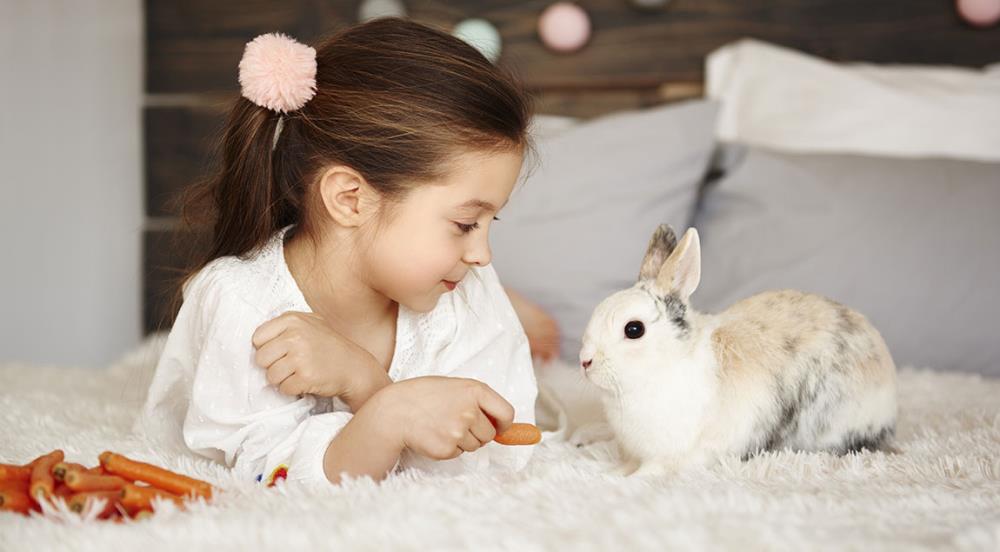 Cosa mangia il coniglio di casa? Ecco gli alimenti corretti!