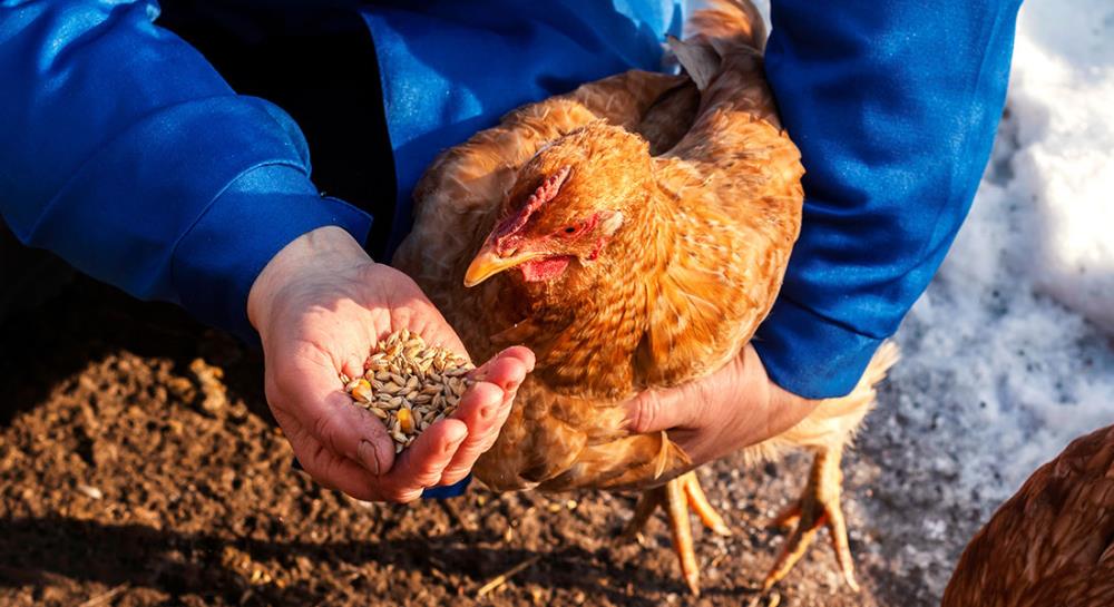 Cosa mangiano le galline ovaiole? Consigli per l’alimentazione corretta
