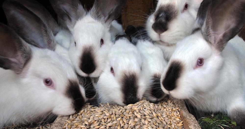 Cosa mangiano i conigli: quantità e mangimi adatti