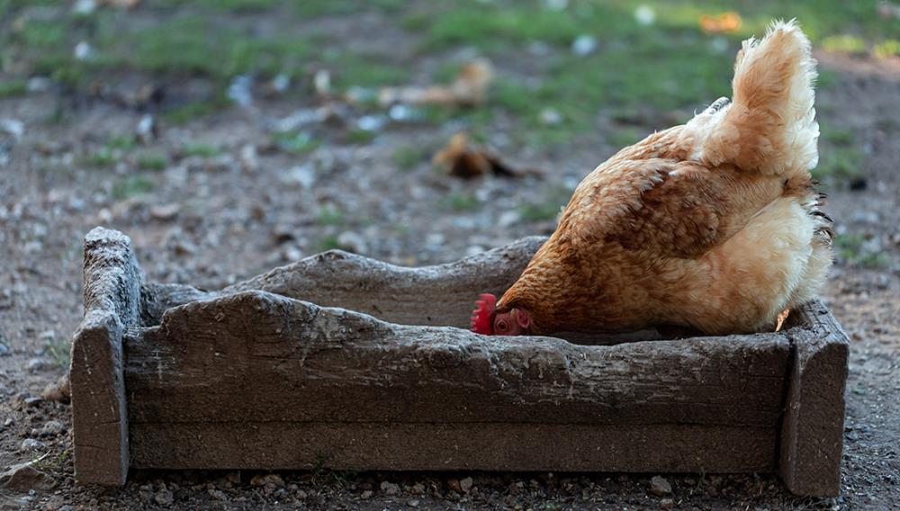 Come costruire un abbeveratoio in legno per galline
