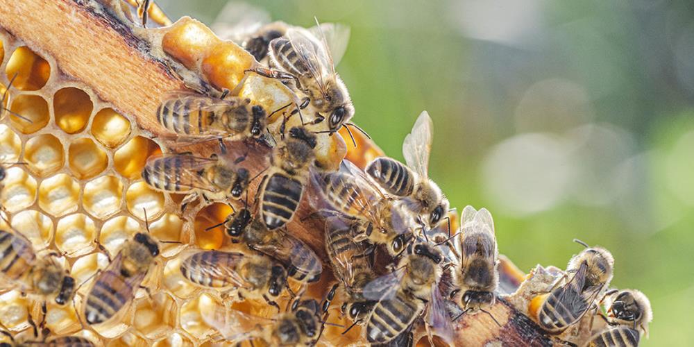 Lo Sapevi Che? 14 Curiosità sulle api e apicoltura