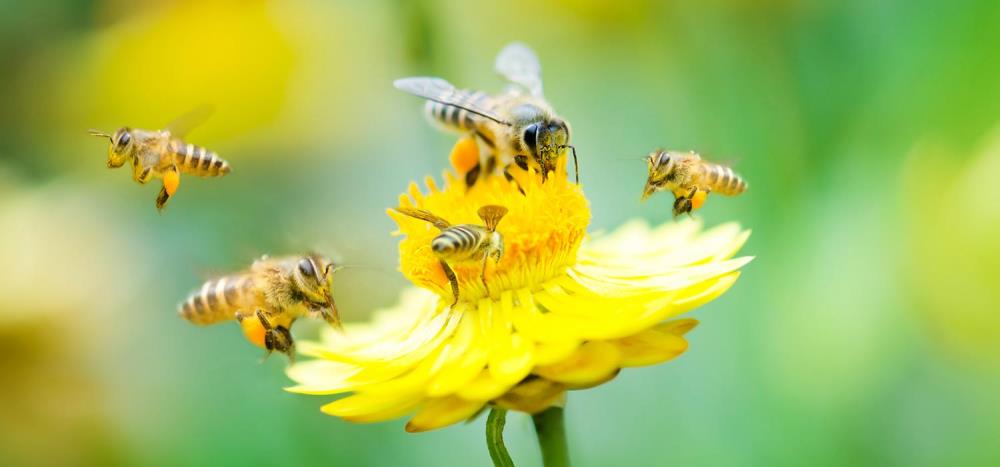Differenza tra ape e vespa: come riconoscerle a colpo d'occhio