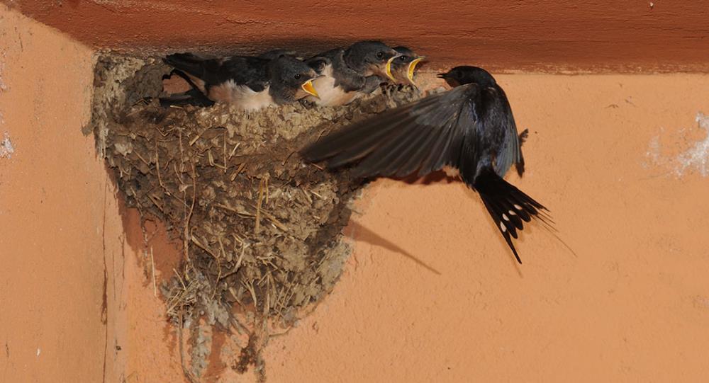 Come fanno nascere i nidiacei gli uccelli