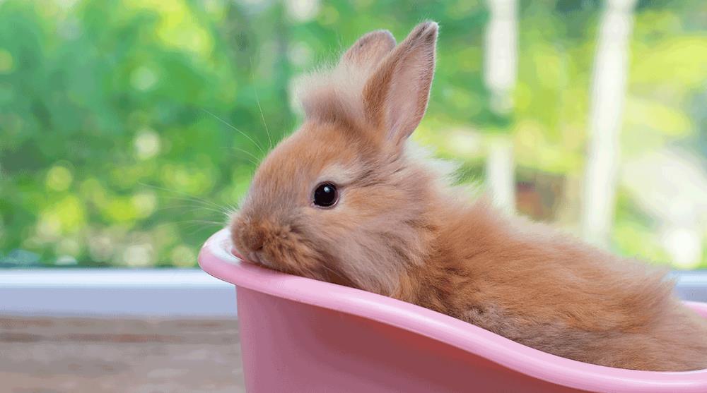 Fare il bagno al coniglio, si o no? Ecco alcuni suggerimenti!