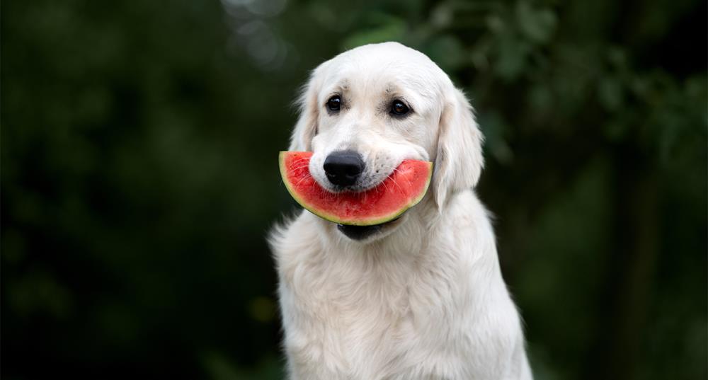Frutta ai cani: quale possono mangiare e quale fa male