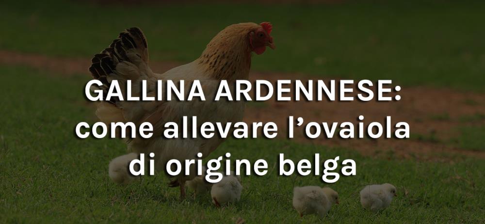 Gallina ardennese: come allevare l’ovaiola di origine belga
