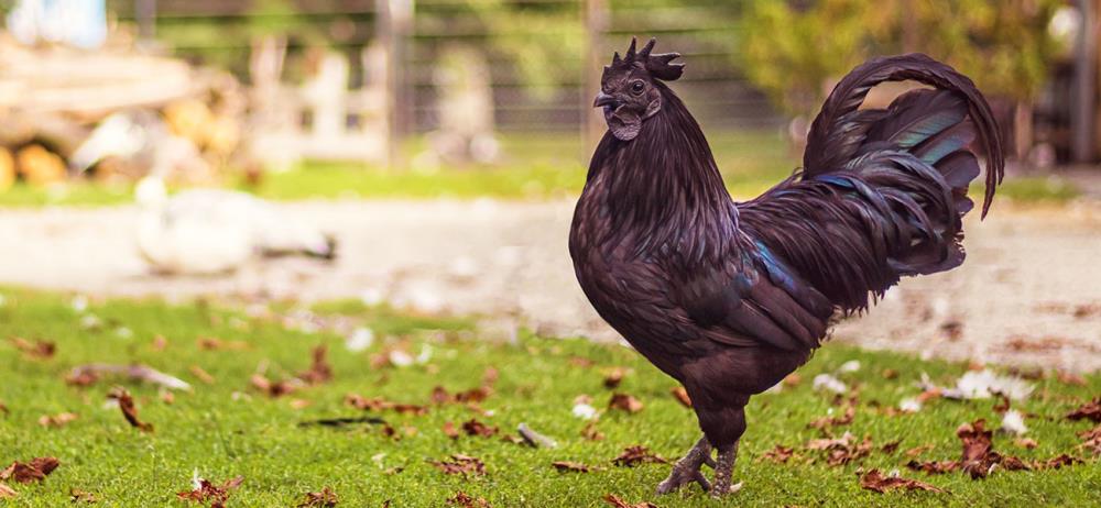 Come allevare polli Cemani: caratteristiche della gallina nera