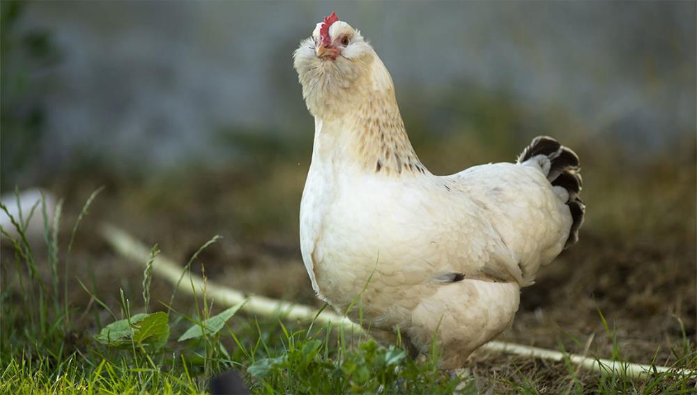 Faverolles nana: la gallina tedesca in miniatura con 5 dita