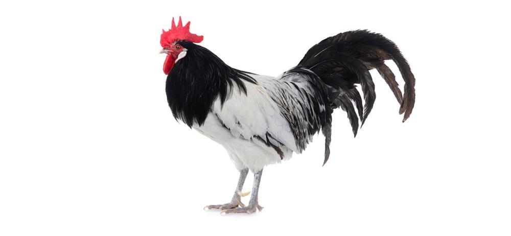 Lakenfelder: la gallina bianca e nera più unica che rara!