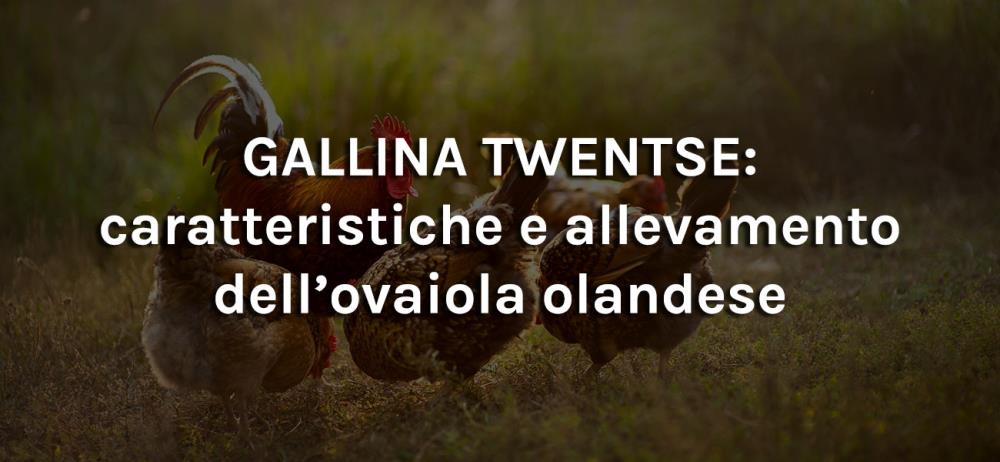 Gallina Twentse: caratteristiche e allevamento dell’ovaiola olandese