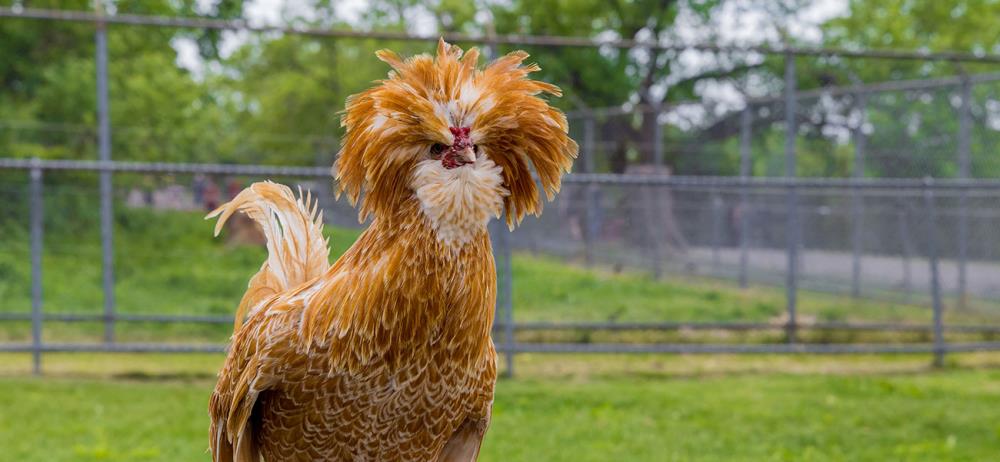 Allevare la gallina Padovana: caratteristiche della razza ciuffata