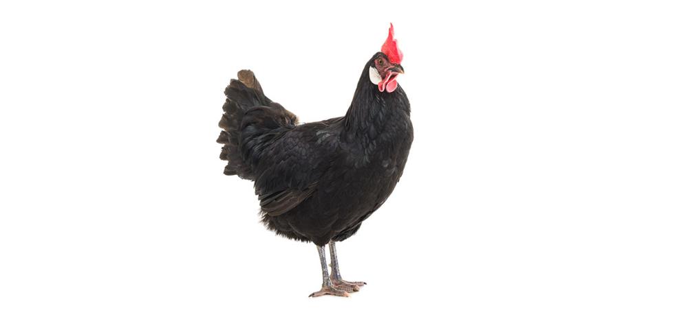 Curiosità sulla gallina Renania: la docile ovaiola tedesca