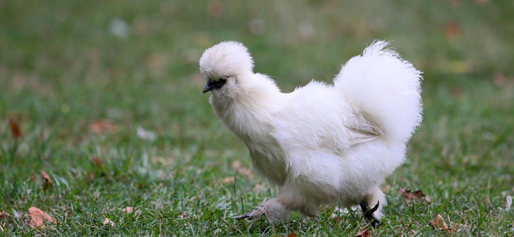 Gallina Sultano: come allevare la gallina ciuffata turca
